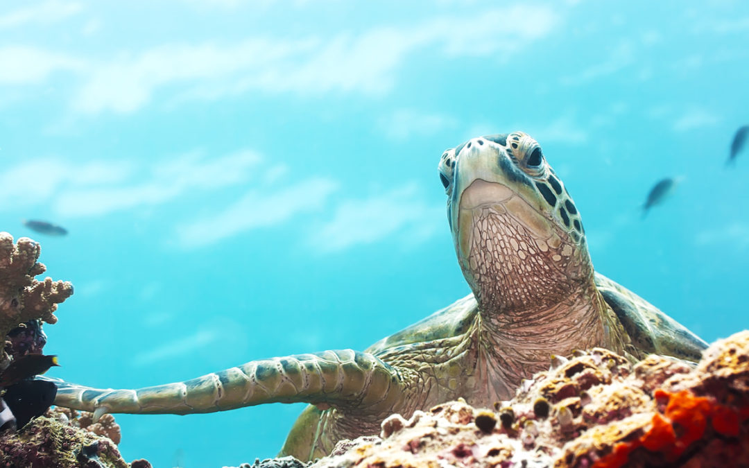 7 Pieces Of Advice from a Sea Turtle